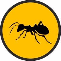 ants exterminator edmonton