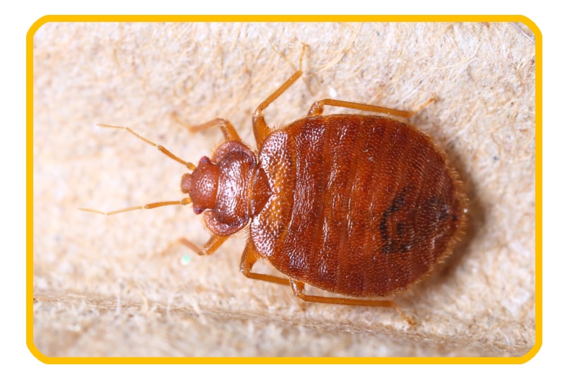 Bedbug picture