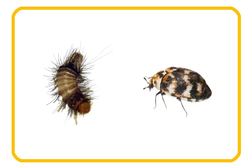 Carpet Beetle (Anthrenus Verbasci): larva (left) and adult (right)