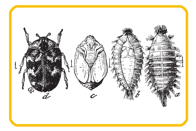 Carpet Beetle (Anthrenus Verbasci)