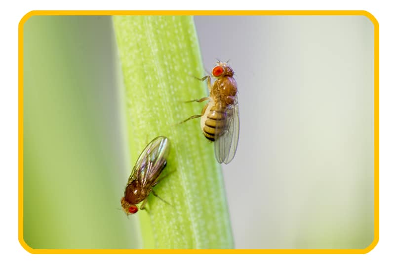 Fruit Flies Control | Fruit Flies Exterminators