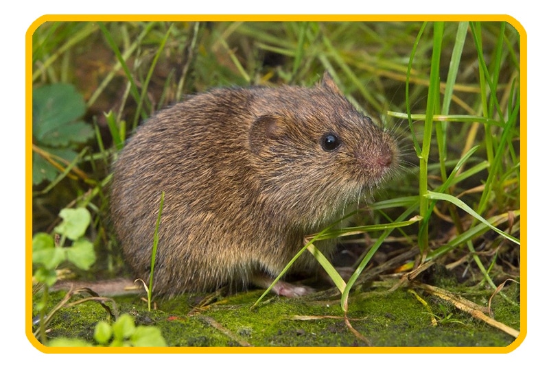 vole pest control edmonton