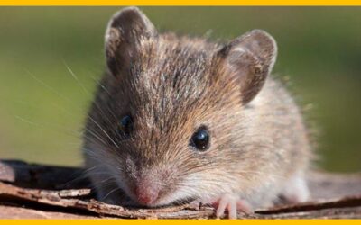 THE SIGNIFICANT IMPACT OF MICE DAMAGE: FROM HOUSE DEGRADATION TO HEALTH RISKS