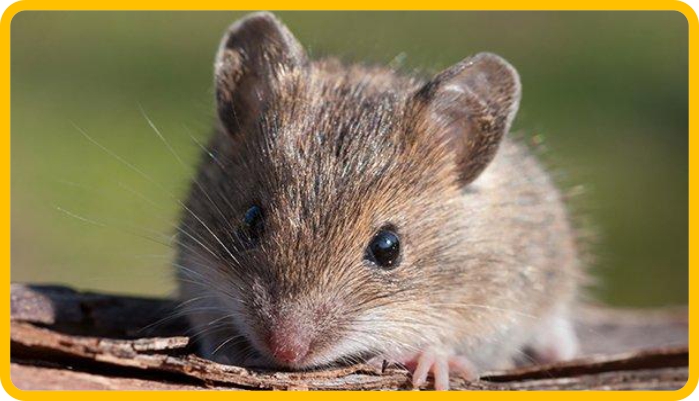 pest control company edmonton