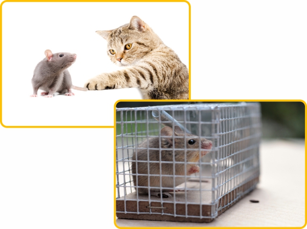 livetraps cat