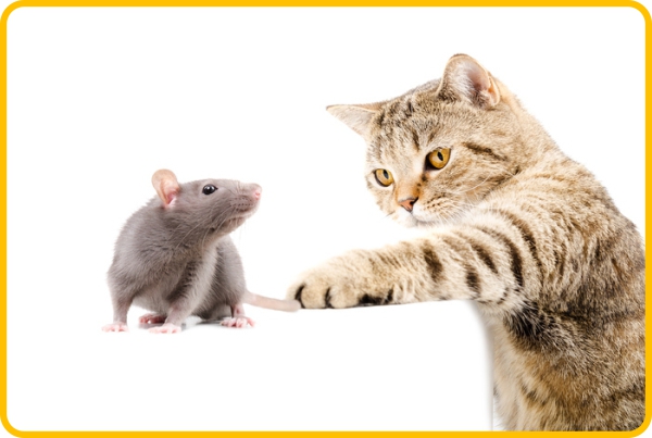 Cat-catch-mice