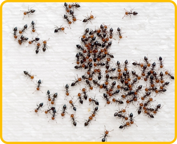 Edmonton ants clustering