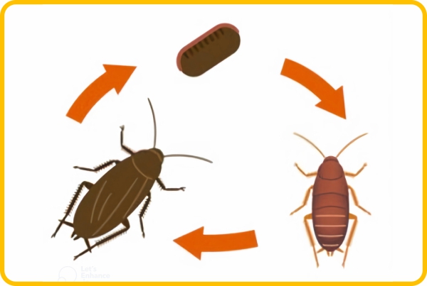 edmonton cockroach life cycle