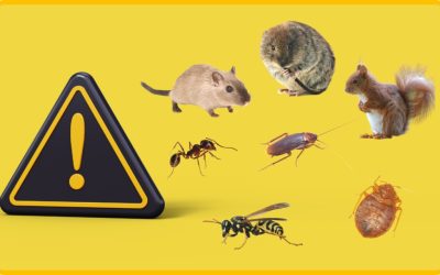 STOP PESTS BEFORE THEY STRIKE: ESSENTIAL TIPS FOR PREVENTIVE PEST CONTROL