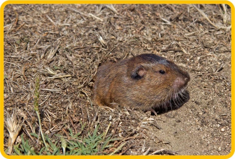 Gopher Exterminator