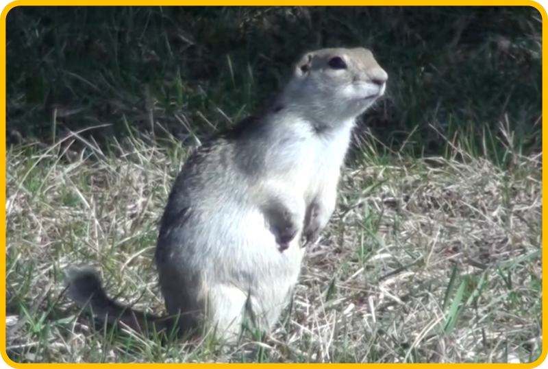 Gopher exterminator