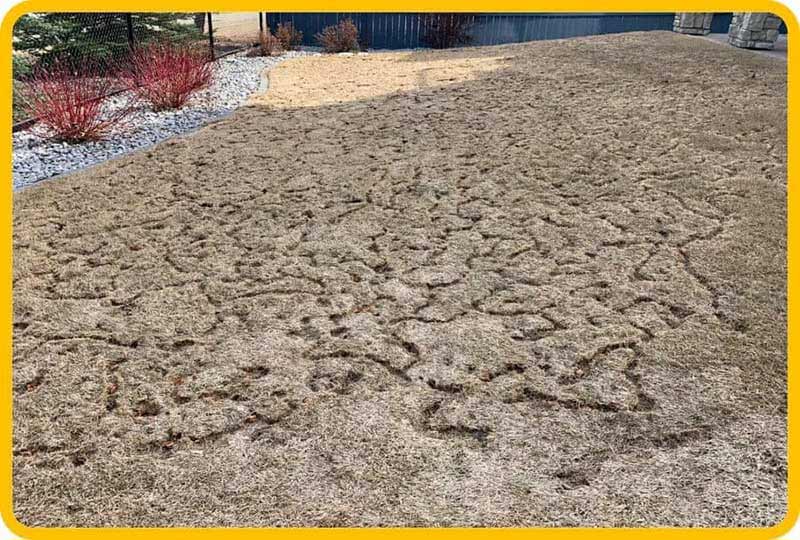 Vole damage on the lawn of a house in Edmonton