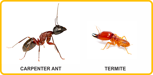 Ants vs termites