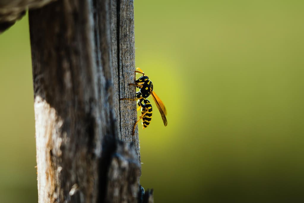 exterminator for wasps