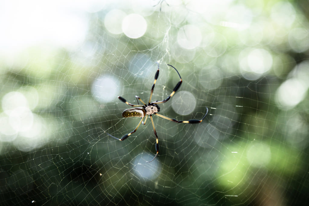 spider exterminator