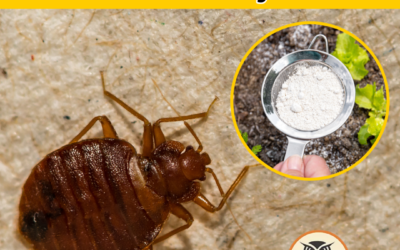 Is Diatomaceous Earth Bed Bug Treatment The Ultimate Solution?