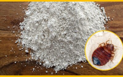 Is Diatomaceous Earth Bed Bug Treatment the Ultimate Solution?