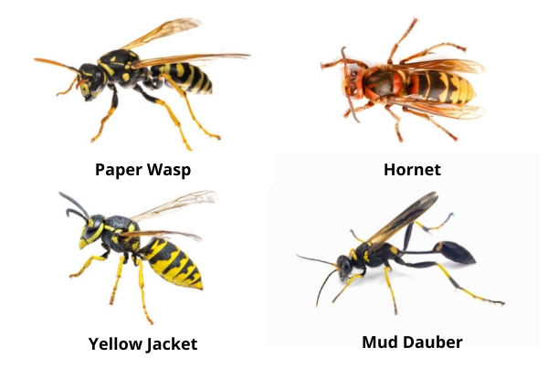 Wasp Nest Removal Edmonton Same Day Wasp Removal Exterminator wasp-nest-removal-edmonton-same-day-wasp-removal-exterminator