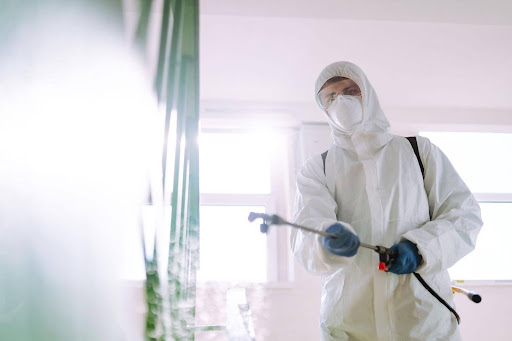 Premier Edmonton Ant Exterminator | Top-Rated Services
