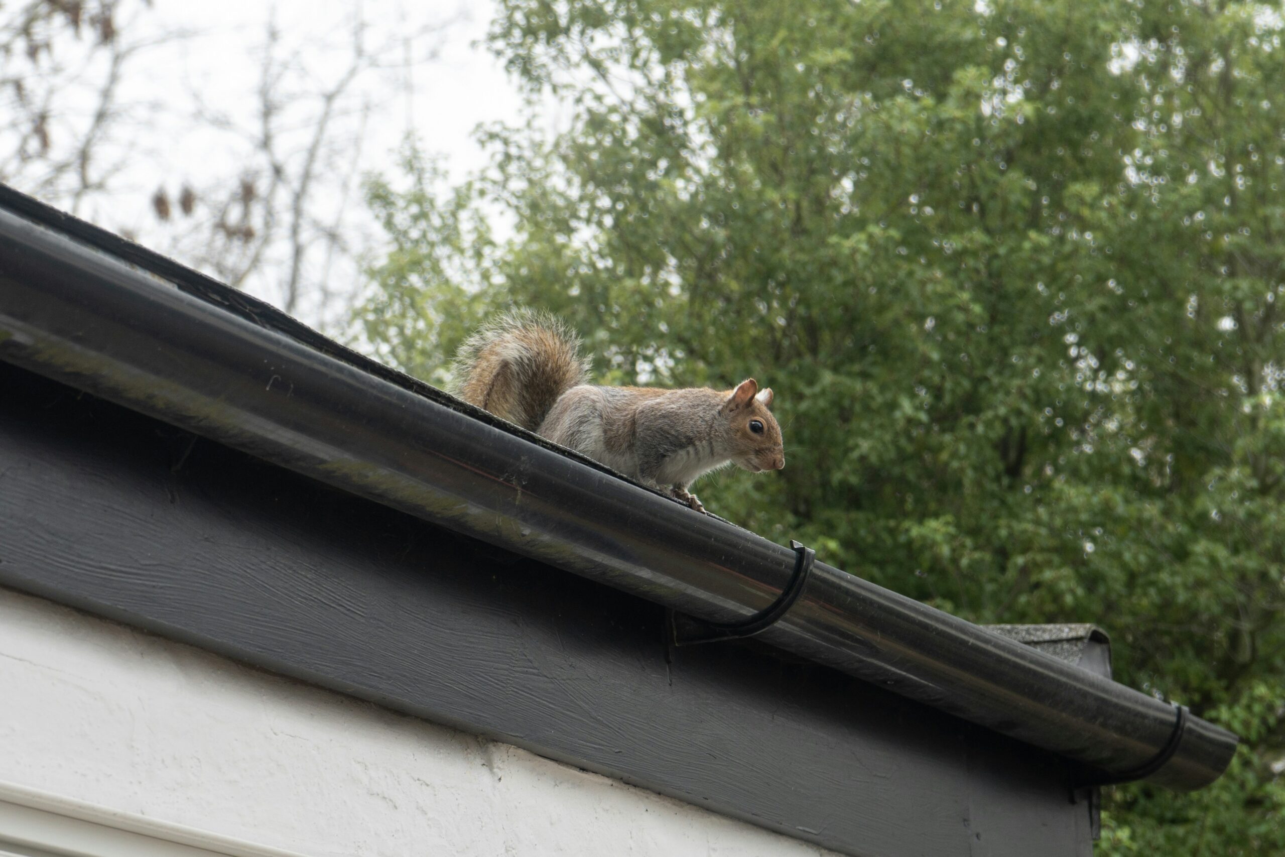 Tree squirrel